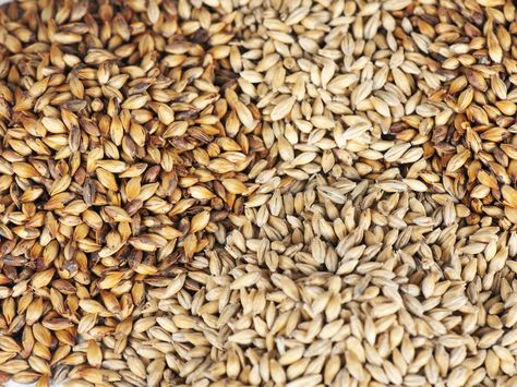 You Want Better Beer? Good. Here's a Better Barley Genome Homebrew Setup, Moonshine Recipes, Human Genome, Home Brewing Beer, Food Science, Caramel Flavoring, How To Make Beer, Beer Brewing, Lead The Way