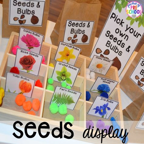 Seed display in our Garden Shop Dramatic Play for a spring theme, Mother's Day theme, or summer theme when everything is growing and blooming. Any preschool, pre=k, and kindergarten kiddos will LOVE it (and learn a ton too). #flowershop #gardenshop #presschool #prek #dramaticplay Flower Shop Dramatic Play, Pocket Of Preschool, Dramatic Play Themes, Garden Unit, Preschool Garden, Mother's Day Theme, Role Play Areas, Dramatic Play Preschool, Dramatic Play Area