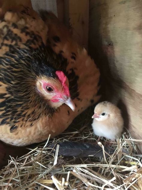 Chickens Breeds, Pet Chickens Breeds, Chicken Pet, Pet Chicken, Bantam Chickens, Beautiful Chickens, Chicken Garden, Cute Chickens, Chickens And Roosters