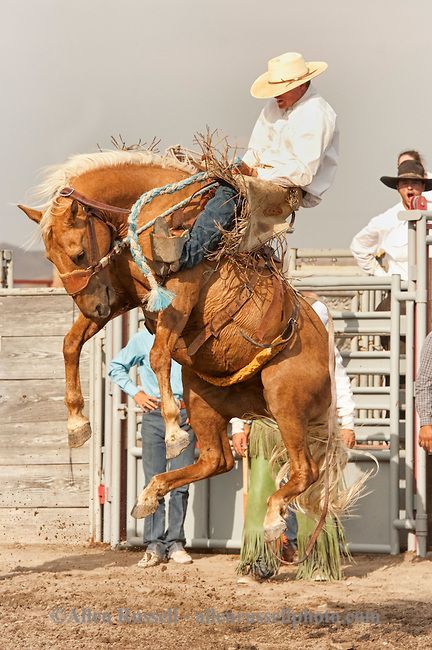 Will James Roundup, Ranch Rodeo, Ranch Bronc Riding, Hardin, Montana, Quinn Larsen. Saddle Bronc, Bucking Bulls, Bronc Riding, Montana Ranch, Rodeo Time, Cowboy Pictures, Rodeo Cowboys, Bucking Bronco, Real Cowboys