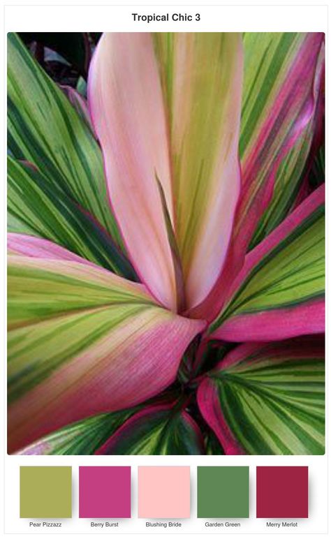 Colour Combinations for the Tropical Chic Bundle Color Palette For Home, Colours That Go Together, Green Color Combinations, Color Schemes Colour Palettes, Green Colour Palette, Colour Inspiration, Color Palate, Tropical Colors, Color Palette Design