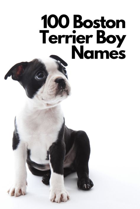 Boston Terrier In Clothes, Boston Terrier For Sale, Dog Name Ideas, Brindle Boston Terrier, Red Boston Terriers, Baby Boston Terriers, Boy Dog Names, Boston Terrier Names, Cute Names For Dogs