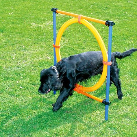 Amazon.com : PAWISE Pet Dogs Outdoor Games Agility Exercise Training Equipment Jumping Ring : PAWISE : Pet Supplies Outdoor Dog Toys, Agility Training For Dogs, Dog Minding, Basic Dog Training, Outdoor Game, Agility Training, Aggressive Dog, Dog Help, Dog Agility