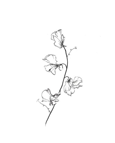 Sweet Pea Tattoo Collar Bone, Sweet Peas Drawing, Sweet Pea Drawing Tattoo Ideas, Sweet Pea Flower Vine Tattoo, Sweet Pea Flower Illustration, Sweet Pea Plant Tattoo, Tattoo Ideas Sweet Pea, Sweat Pea Drawing, Sweat Peas Flowers Tattoo