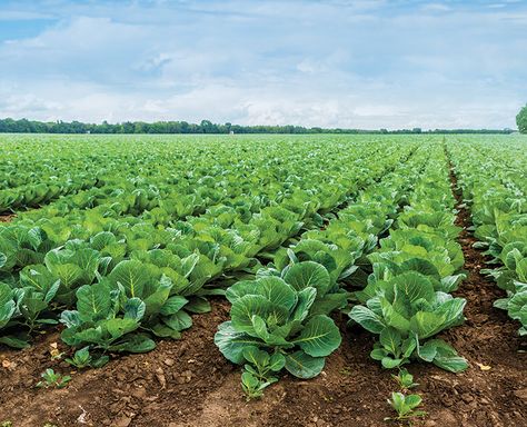 Growing Cabbage, Agriculture Photography, Hydroponic Grow Systems, Cabbage Plant, Harvesting Garlic, Tomato Farming, Biennial Plants, Evergreen Garden, Home Grown Vegetables