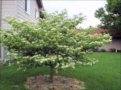 Kentucky Coffee Tree, Pagoda Dogwood, Betula Pendula, Seed Dispersal, Dogwood Tree, Fruits Photos, Dogwood Trees, Dogwood Flowers, Fast Growing Trees