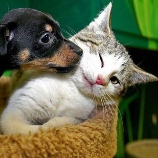 24 Awkward Modeling Poses Acted Out By Cats | 24 Awkward Modeling Poses Acted Out By Cats Cute Puppies And Kittens, Cute Puppy Breeds, Puppy Kisses, Animals Friendship, Kittens And Puppies, Dog And Cat, Cute Animal Pictures, Animals Images, Doberman