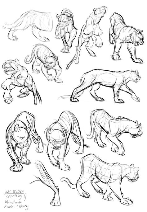 Cat Studies 9-02-13 by Totalmeep.deviantart.com on @deviantART Feline Reference, Lion Anatomy, Feline Anatomy, Paper Tiger, Lion Sketch, Cat Drawing Tutorial, Tiger Drawing, Cat Anatomy, Lion Drawing