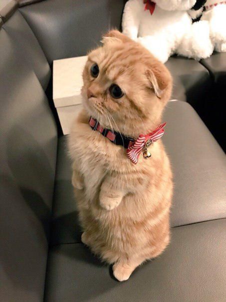 Gatos Cool, American Bobtail, Munchkin Cat, Image Chat, Pet Animals, Cat Pictures, Scottish Fold, Funny Cat Pictures, Cute Kittens