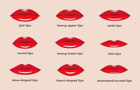 Everything You Need To Know About Lip Shapes Types Of Lips Shape, Types Of Lips, Eye Shape Chart, Woman Lips, Heart Shaped Lips, Lip Types, Shape Chart, Lip Shapes, Full Lips