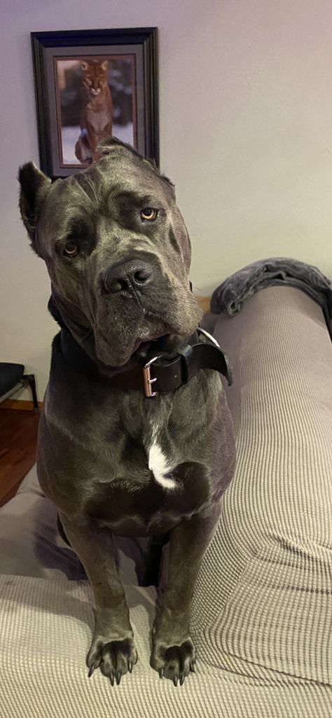 Cane Corso Dog Blue, Blue Cane Corso, Pitbull Dog Breed, Cane Corsos, Big Dog Breeds, Cane Corso Dog, Corso Dog, Dog Mommy