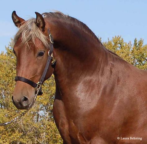 This is probably one of the better-known images of a bay silver horse. He still has the strong contrast between his flaxen mane and his body. (This is also another good image for seeing the bay countershading on the face and neck that differentiate bay silvers from chestnuts.) Morgan Horses, Horse Coat Colors, Silver Bay, Gorgeous Horses, Horse Coats, Horse Colors, Barrel Racing Horses, Morgan Horse, Horse Inspiration