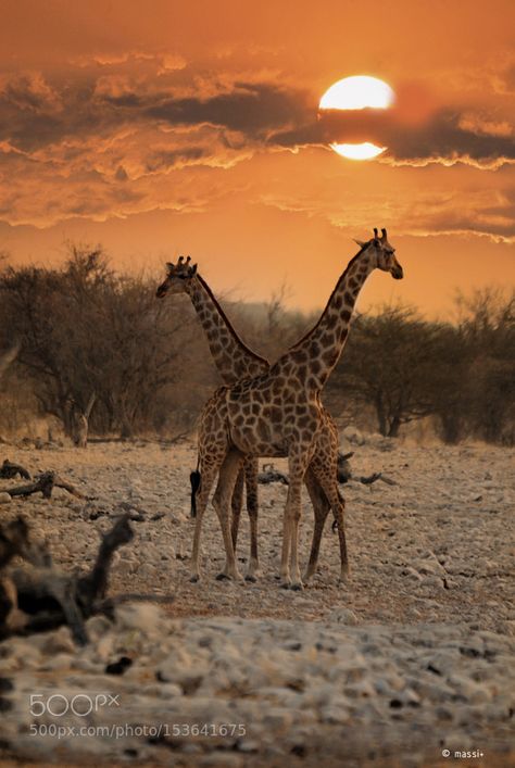 Stunning Namibia! - giraffes in the sunset | by ABulimia159 Giraffe Pictures, Africa Photography, Wild Animals Pictures, Africa Do Sul, A Giraffe, Africa Safari, African Wildlife, African Animals, Giraffes