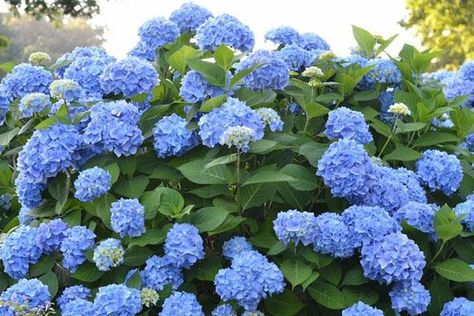 Endless Summer Hydrangea — PlantingTree Blushing Bride Hydrangea, Hydrangea Fertilizer, Bloomstruck Hydrangea, Quick Fire Hydrangea, Bobo Hydrangea, Little Lime Hydrangea, Nikko Blue Hydrangea, Summer Hydrangea, Acidic Soil