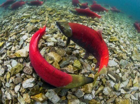 Sockeye Salmon - Wild Salmon Center Salmon Species, Red Salmon, Sockeye Salmon, Salmon Fish, Cool Fish, Wild Salmon, Shark Fishing, Aquatic Animals, Red Fish