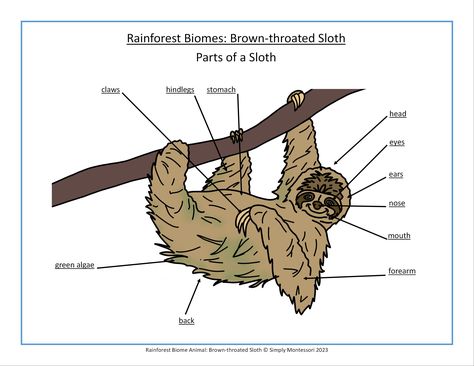 This is a wonderful piece of work for supplementing your child’s learning at home. Or for a Classroom work shelf. Rainforest Biome Study of a Sloth. Teaches the parts of a Sloth. A Montessori Worksheet and is independent work. A great activity for a Homeschool classroom or a Preschool setting. Sloth Habitat Diorama, Sloth Habitat, Sloth Art Project, Sloth Enrichment, Slowly Slowly Said The Sloth Activities, Sloth Facts, Rainforest Biome, Box Activities, Three Toed Sloth