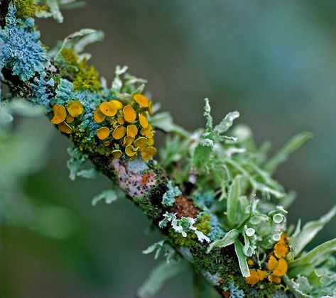 Lichen forest "Lichens on a dead twig in my yard in Austin. We have had a lot of rain and the lichen fruiting bodies have sprouted."     -Jim McCulloch Very interesting mixture. Lichen Moss, Mushroom Fungi, Green Plants, Plant Life, In The Woods, Amazing Nature, Botany, Mother Earth, Nature Beauty