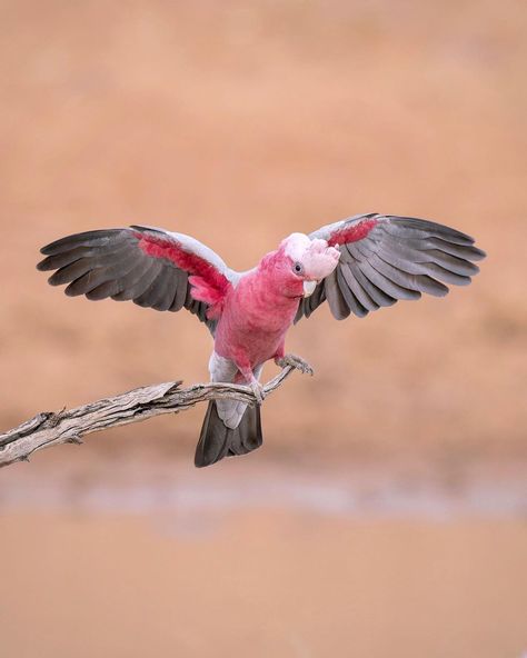 Galah Bird, Tea Drawing, Galah Cockatoo, Cardboard Animals, Native Australians, Amy Lee, Australian Animals, I Don T Know, Don T Know