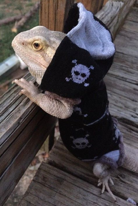 Dragon Clothes, Bearded Dragon Clothes, Dragon Clothing, Bearded Dragon Cage, Bearded Dragon Habitat, Bearded Dragon Diet, Baby Bearded Dragon, Bearded Dragon Cute, Bearded Dragon Care