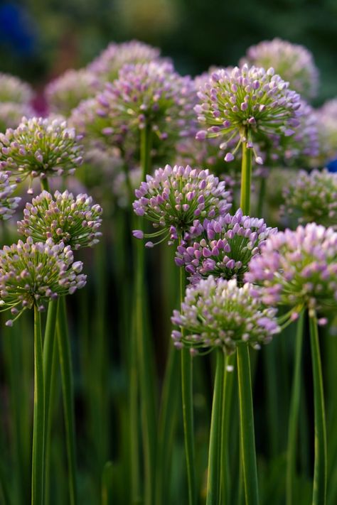 Close-Up Shot of Onion Flowers in Bloom · Free Stock Photo Onion Plant Flower, Plants Close Up, Onion Flowers, Farm Branding, Allium Giganteum, Plant Drawings, Onion Flower, Allium Flowers, Planting Onions