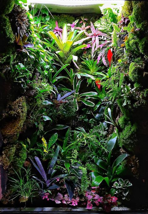 Bioactive Vivarium, Tropical Terrariums, Terrarium Tank, Frog Terrarium, Gecko Terrarium, Landscaping On A Budget, Dart Frogs, Small Terrarium, Indoor Water Garden