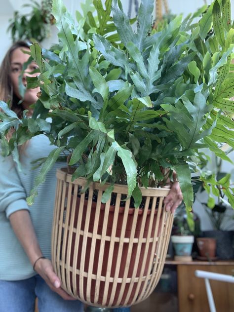 Phlebodium Aureum Blue Star, Blue Fern Plant, Blue Star Plant, Phlebodium Blue Star, Indoor Ferns Houseplant, Fern Arrangements, Fern Types, Types Of Fern Plants, Fern Plant Care