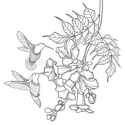 Flowers Hummingbirds Like, Trumpet Vine Flower, Campsis Radicans, Hummingbird Drawing, Vine Drawing, Hummingbird Painting, Trumpet Vine, Hummingbird Flowers, Vine Tattoos