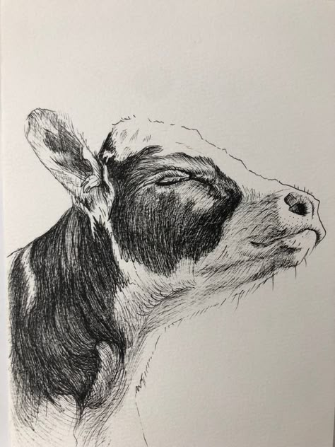 Drawings Of Cows Pencil, Cow Pen Drawing, Art Drawings Sketches Animals, Cow Ink Drawing, Cool Animal Drawings Sketches, Cow Pencil Drawings, Ink Animal Drawings, Sketchbook Ideas Animals, Cow Drawing Realistic