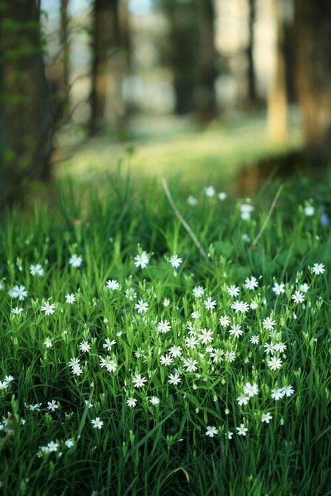 green grass, tiny white flowers Flowers Growing, Southern Europe, Gardening Supplies, Jolie Photo, The Meadows, Personal Brand, Garden Cottage, The Grass, Flower Field