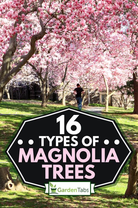 16 Types Of Magnolia Trees - Garden Tabs Magnolia Tree Types, Magnolia Tree Landscaping, Jane Magnolia Tree, Magnolia Shrub, Saucer Magnolia Tree, Magnolia Bush, Southern Magnolia Tree, Entryway Garden, Evergreen Magnolia