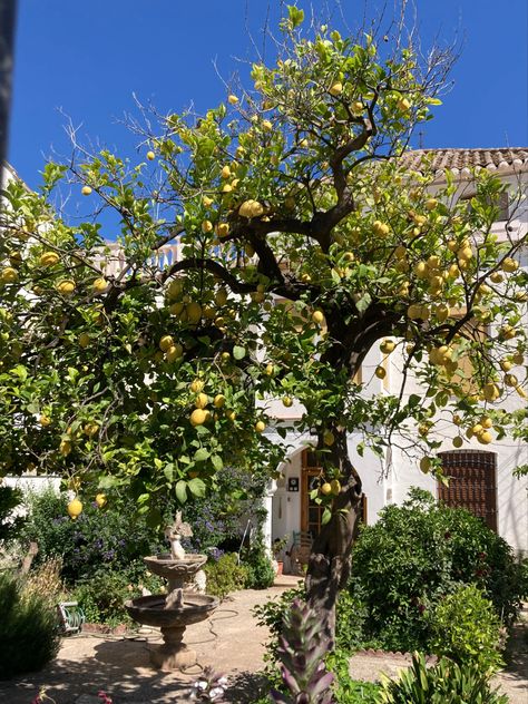 Lemons, lemon tree, house, plant Garden In Italy, Vibe Pics, Spain Country, Spain House, Spain Aesthetic, Spanish Villa, Tanned Skin, Places In Italy, House Decorations