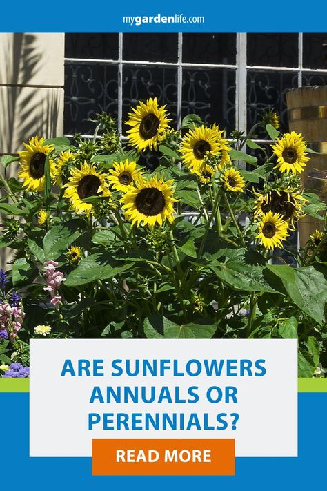 Are sunflowers annual or perennial? There are actually various types of sunflowers, and knowing which type of sunflower you’re considering is the key to identifying whether it is annual or perennial. Save this pin for a handy guide to help you identify the different types of sunflowers and know which of these bright flowers you can grow for only one season and which will return every year. Permaculture, Maximilian Sunflower, Harvesting Sunflower Seeds, Backyard Hacks, Perennial Sunflower, Types Of Sunflowers, Mexican Sunflower, Growing Sunflowers, Flower Growing