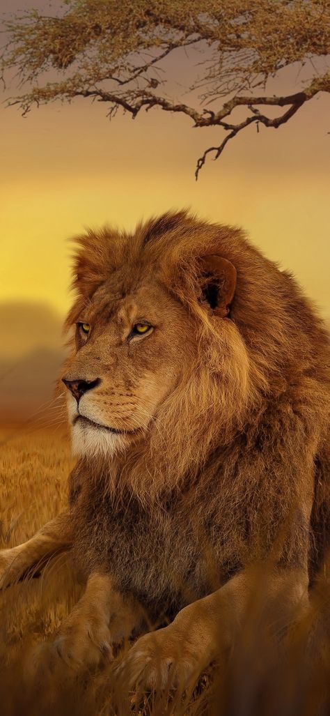 Lion Photo Hd, Loins Wallpapers, Lion Hd Images, Loin Image Hd, Lion Background Images Hd, Lion Wildlife Photography, Lion Photo, Ganesh Photo, Lion Wallpaper