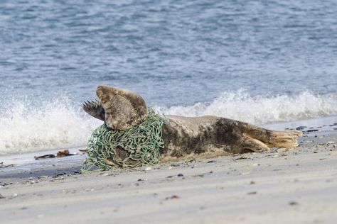 Ghost fishing- Grey seal trapped in abandoned fishing net.