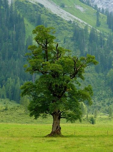 Maple tree located on the Big Maple Plain (1216m) which is located in the middle of the Alpine Park Karwendel on the Eng Alp in Tyrol, Austria | pseudoplatanus (Sycamore or Sycamore Maple) is a species of maple native to central Europe and southwestern Asia, from France east to Poland, and south in mountains to northern Spain, northern Turkey, and the Caucasus. Weird Trees, Seni Arab, Nature Photography Trees, Tyrol Austria, Sycamore Tree, Northern Spain, Old Trees, Unique Trees, Tree Photography