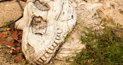 Fossils Of Dinosaurs, Mud Fossils Giants, Jurassic Coast Fossils, Dinosaur Fossil Bones, Ordovician Animals, The Better Man Project, North Africa, Fossil