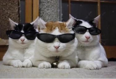 i smatr (fr fr ik its styeve harveh) Cats Wearing Sunglasses, Cat Wearing Glasses, Gatos Cool, Slaap Lekker, Cat Glasses, Cat Sunglasses, Three Cats, Wearing Sunglasses, Cat Aesthetic