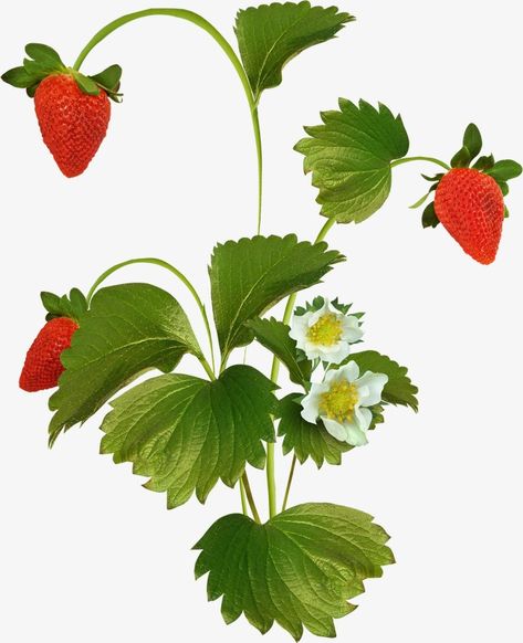 strawberry,fruit,result,bumper,strawberry clipart,tree clipart Strawberry Clipart, Strawberry Png, Strawberry Tree, Strawberry Leaves, Tree Clipart, Tree Png, Strawberry Plants, Strawberry Fruit, Fruit Plants