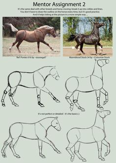 How To Draw Horses, Horse Drawing Tutorial, Draw A Horse, Horse Art Drawing, Cai Sălbatici, Rasy Koni, Horse Sketch, Horse Anatomy, Horse Drawing