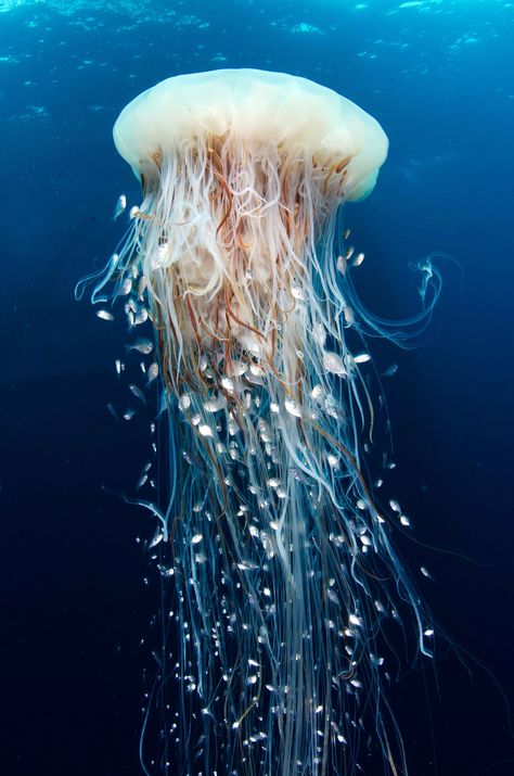 #marine #animals #medusa Creature Marine, Fauna Marina, Blue Jellyfish, Under The Water, Water Animals, Underwater Creatures, Underwater Life, Water Life, Ocean Creatures