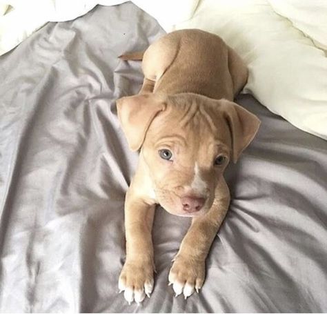 Super cute Pit bull puppy Red Nose Pitbull Puppies, Pit Bull Puppy, Pit Bull Puppies, Pitbull Puppies, Pit Bulls, Red Nose, Cute Dogs And Puppies, Pitbull Dog, Cute Creatures