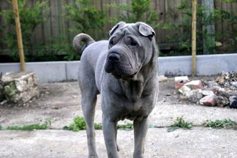 blue shar-pei Blue Shar Pei, Shar Pei Puppies, Chinese Dog, Shar Pei Dog, Chinese Shar Pei, Dog Mixes, Shar Pei, Dog Images, Whippet