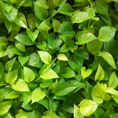 Mastic Tree, Understory Plants, Insectivorous Plant, Flowering House Plants, Epipremnum Aureum, Bog Garden, Evergreen Vines, Identify Plant, Golden Pothos