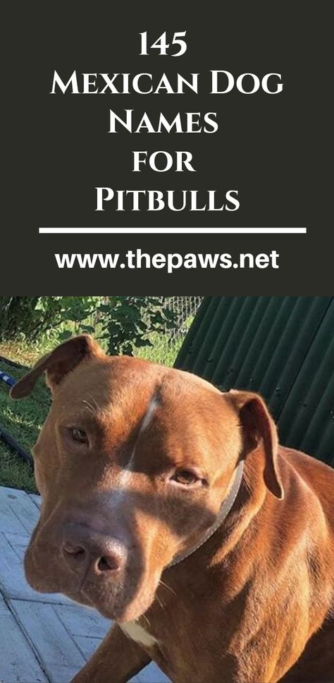 Here are the 145 Mexican Dog Names for Pitbulls #pitbulls #pitbull #pibullnames #dognames #dogs #mexicandognames #pets Names For Pitbulls, Male Pitbull Names, Female Pitbull Names, Pitbull Puppy Names, Red Nose Pitbull Puppies, Pitbull Dog Names, Mexican Names, Female Pitbull, Pitbull Names