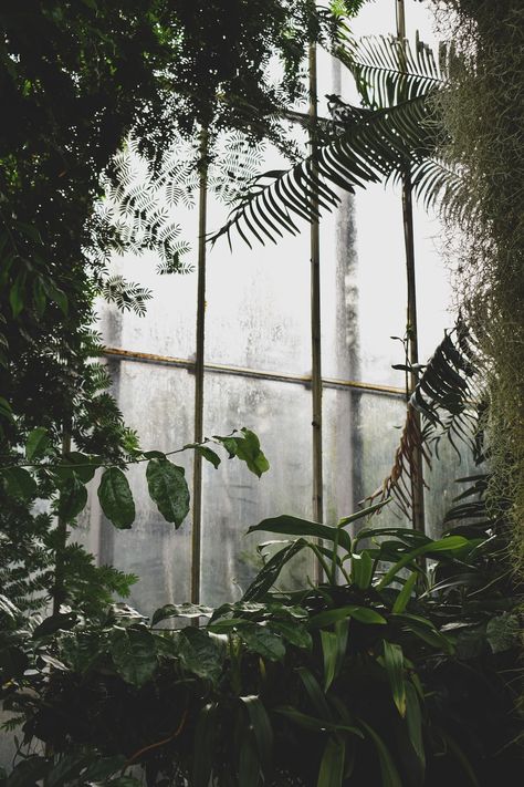 green leaf plants inside greenhouse photo – Free Arboretum place Image on Unsplash Inside Greenhouse, Green Dark Academia, Greenhouse Pictures, Green Academia, Creative Commons Images, Greenhouse Plants, Dark Green Aesthetic, Tree Images, Plant Wallpaper