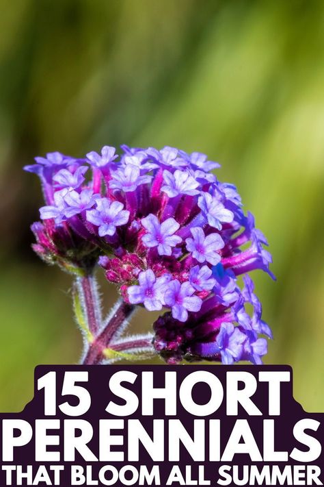 A beautiful alyssum flower blooming gorgeously in a garden. In this post, you'll find these gorgeous plants that can thrive through the basking summer heat. These full sun flowers won't do good in Zone 5 areas because they need to sun to thrive and propagate. Be sure to have your garden ideas ready because you'll need it if you're planning to plant these gorgeous flowers. Best Perennials For Full Sun Zone 8, Flower Garden Design Layout Zone 5, Full Sun Perennials Zone 7b, Zone 8 Plants Full Sun, Short Full Sun Perennials, Low Lying Perennials Full Sun, Zone 7 Full Sun Perennials, Flowering Plants For Full Sun, Zone 5b Perennial Garden