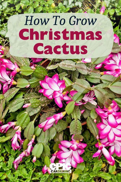 A Christmas cactus plant with pink and white blooms, growing outside surrounded buy some ground cover Christmas Cactus Flower, Christmas Cactus Propagation, Christmas Cactus Care, Flower Tips, Christmas Cactus Plant, Easter Cactus, Thanksgiving Cactus, Garden Cactus, Holiday Cactus