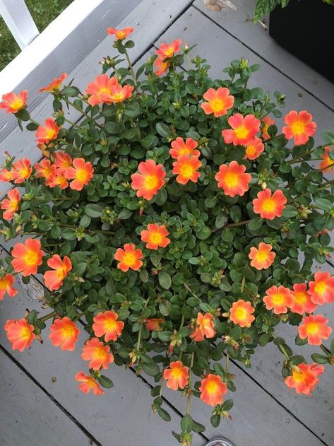 Portulaca Flowers, Flower Garden Pictures, Recycled Garden Decor, Plant Care Houseplant, Fall Living Room, Recycled Garden, Flower Pots Outdoor, Beautiful Flowers Garden, Beautiful Flowers Pictures