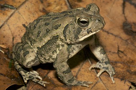 Toad Wizard, Garden Wall Aesthetic, Over The Garden Wall Aesthetic, Toad Animal, Common Toad, Frog Facts, Forest Critters, Toad Frog, Farm Pond