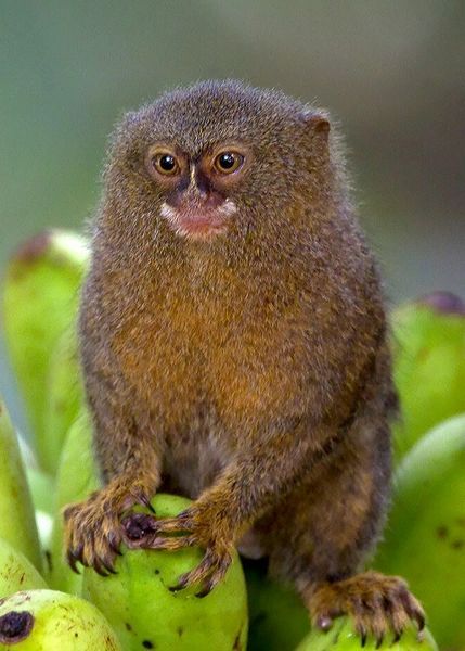 Pygmy Marmoset, Finger Monkey, Marmoset Monkey, Monkey Monkey, Squirrel Monkey, Monkey Pictures, Photos Aesthetic, Tropical Animals, Pet Monkey